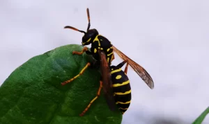 About Wasp Insects