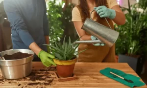 Aloe Plant Care: Watering Aloe Plant