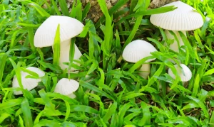 Can You Grow Mushrooms in Your Own Garden?