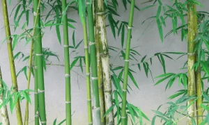 Does Bamboo Always Need a Root Barrier?