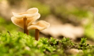 Fairy Ring Mushroom (Marasmius oreades)