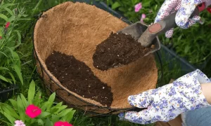 Fill the Pot or Container with Soil or Rockwool