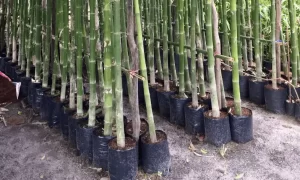 Final Pieces of Advice: How to Plant Bamboo