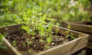 Growing Mint in Soil