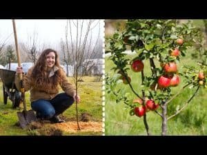 How To Plant Fruit Tree?