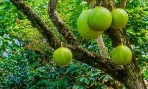 How To Take Care of Fruit Tree?