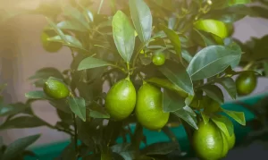 How to Grow Lemon Tree from a Cutting?