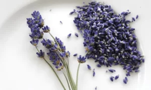How to Plant Lavender Seeds: Best Ways to Plant Lavender