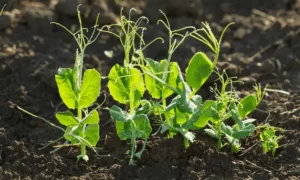 How to Plant Peas? The Suitable Location