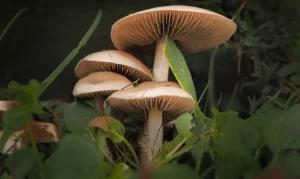 Meadow Mushroom/Field Mushroom (Agaricus campestris)