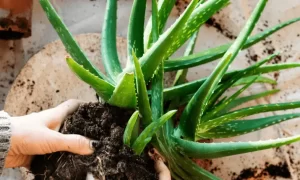 Fertilizing Aloe Plant