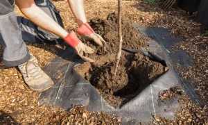 Planting an Apple Tree: From a Pot or as a Root Ball?