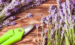 Propagating lavender via cuttings