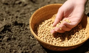 Sowing Peas & Propagating Them Yourself