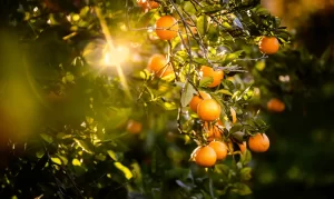 Steps How to Grow an Orange Tree from Cutting