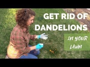 Tips to Prevent Regrowth of Dandelions