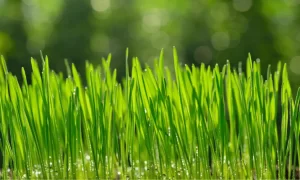 What is Wheatgrass?