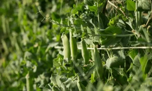 When Caring for Pea Plants, Keep the Following Tips in Mind