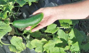 Where To Plant Cucumbers: How To Grow Cucumbers? 