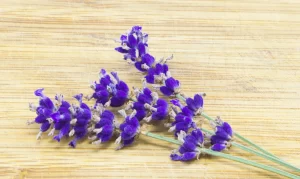 Wooly Lavender (Lavandula lanata)