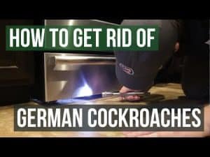 How to Get Rid of German Cockroaches? Types of Roach Killers