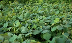 8. Plant Cover Crops