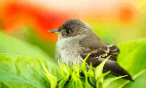 Benefits That Birds Provide to Garden 