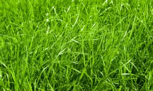 Growing Grass in Spring: Maintenance Guide