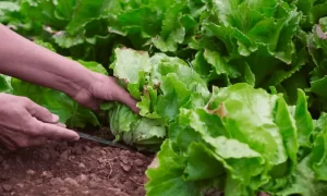 How To Cut Lettuce From Garden: Effective Steps