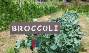How to Grow Broccoli in Your Own Garden?
