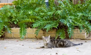 How to Keep Cats Out of Plants? Best Tips & Tricks