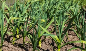 How to Plant Garlic?