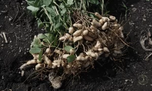 How to Plant Peanuts?