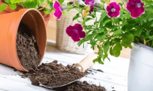 What is the shelf life of potting soil?