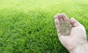 When to Plant Grass Seed in Spring?