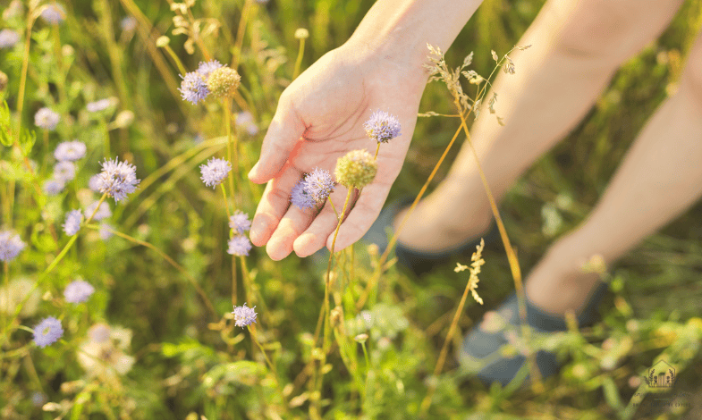 Factors Affecting Wildflower Growth