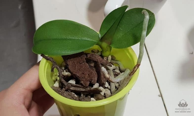 Orchid Leaves Problems 