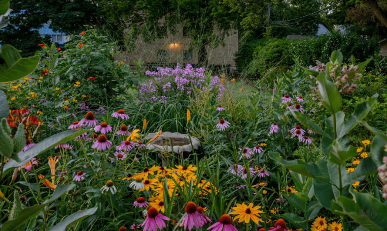 Perennial Flowers