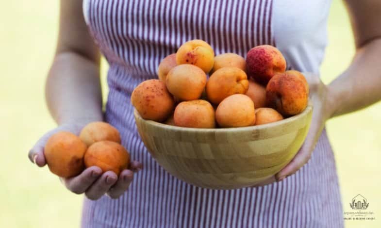 Storing Apricots