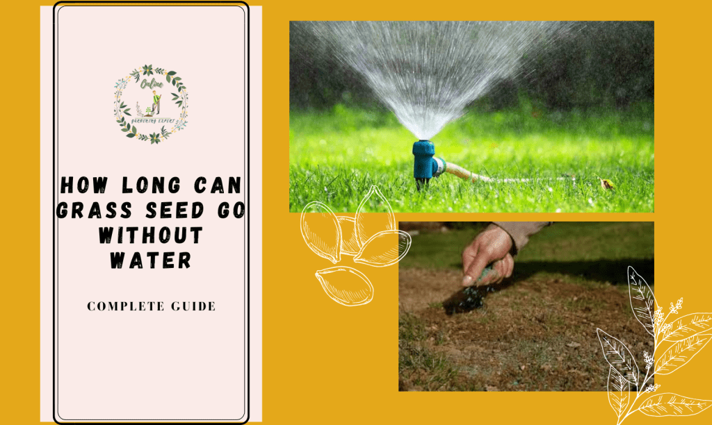 How Long Can Grass Seed Go Without Water? Complete Guide