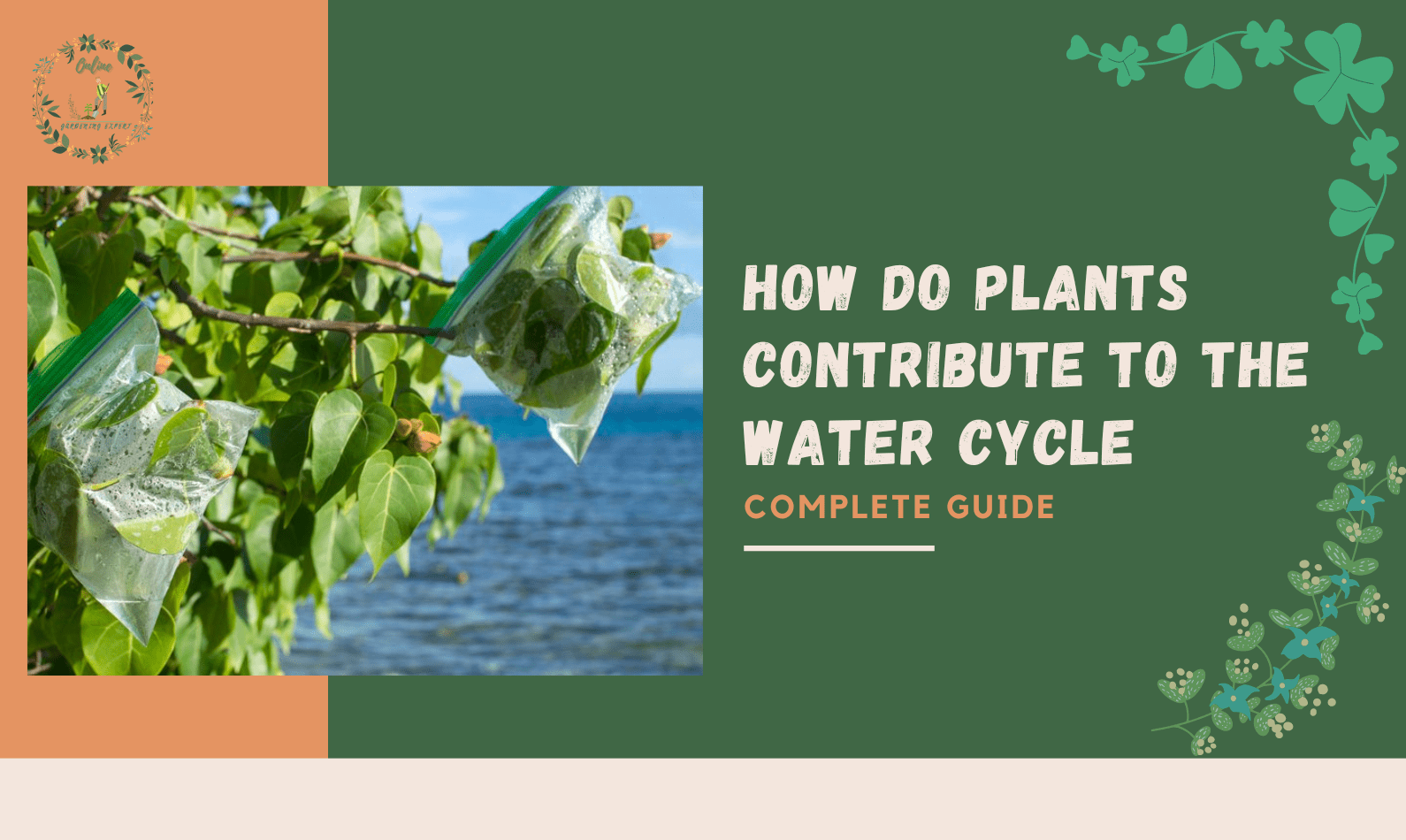 How Do Plants Contribute To The Water Cycle