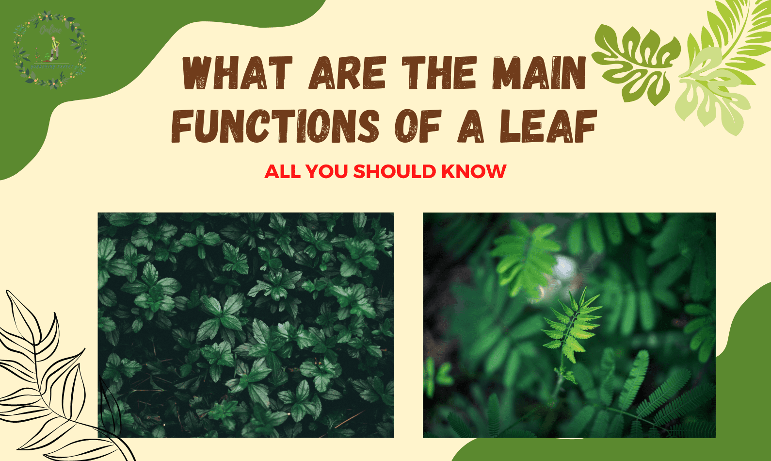 describe-the-functions-of-leaves