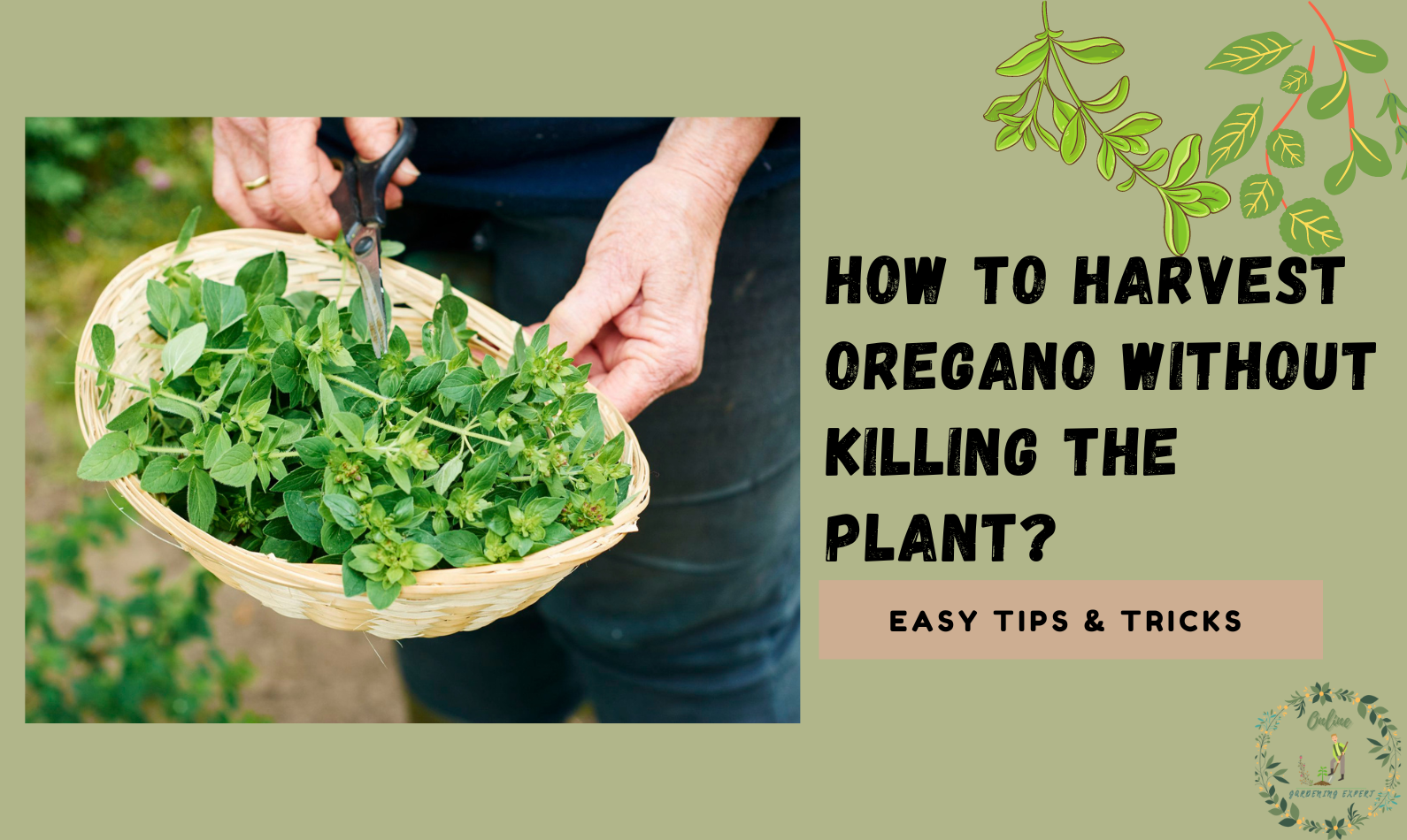 How To Harvest Oregano Without Killing The Plant?