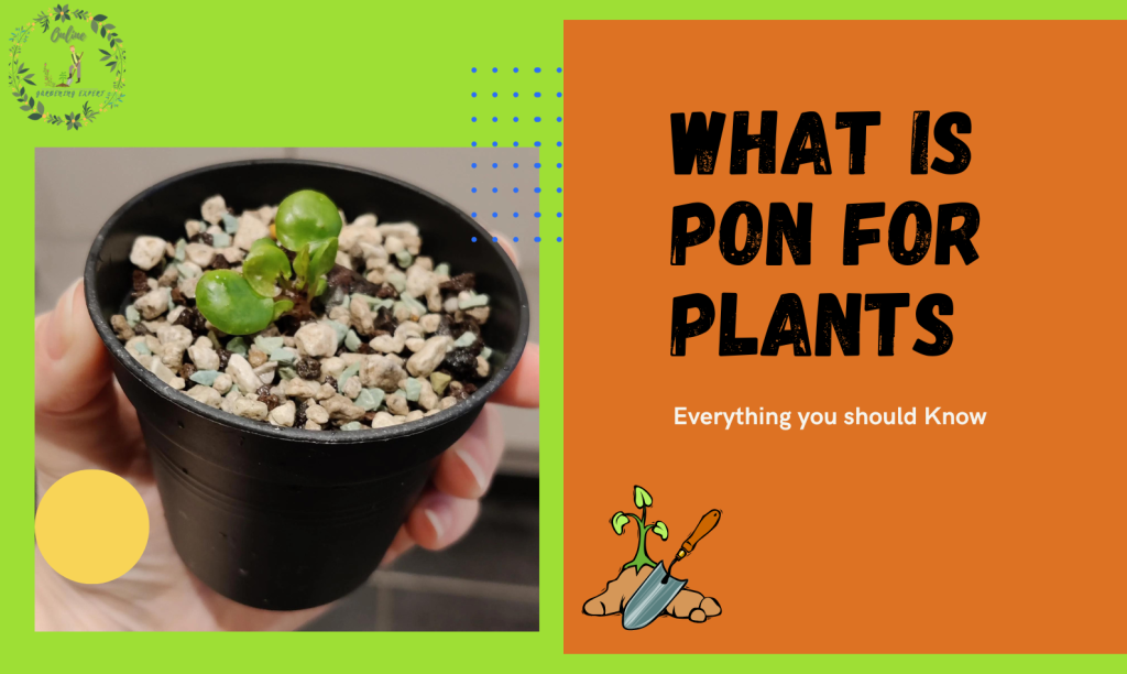 What Is Pon For Plants