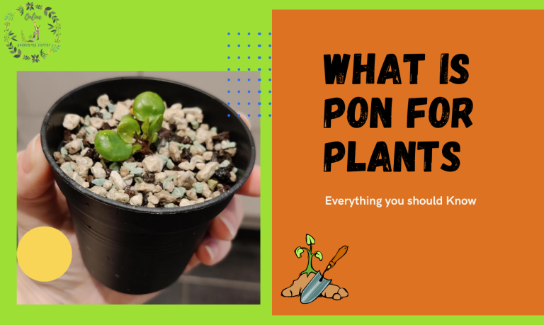 What Is Pon For Plants? Everything you should Known