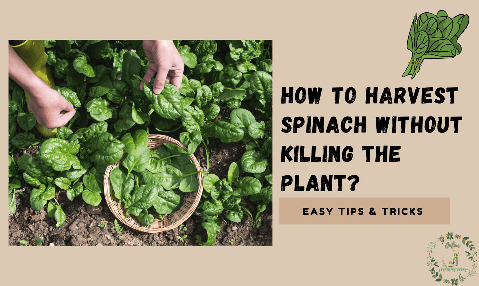 How To Harvest Spinach Without Killing The Plant?
