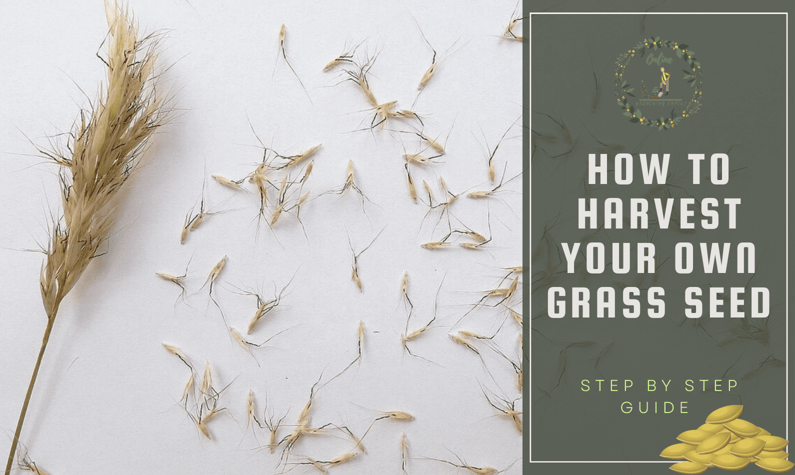 How to Harvest Your Own Grass Seed?