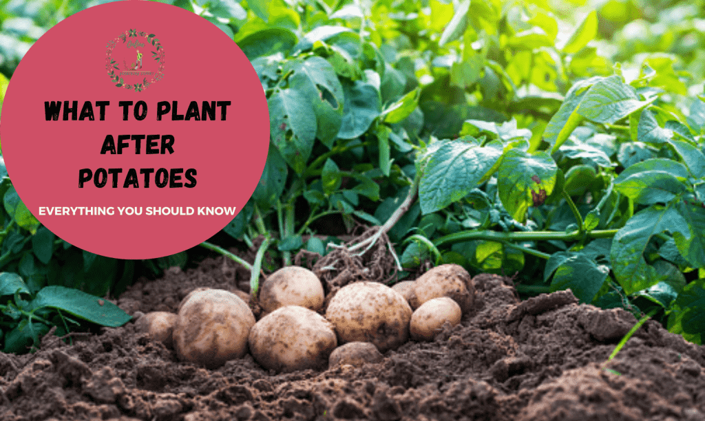 what-to-plant-after-potatoes-the-best-plants-for-crop-rotation