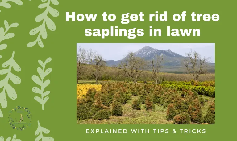 How to Get Rid of Tree Saplings in Lawn?