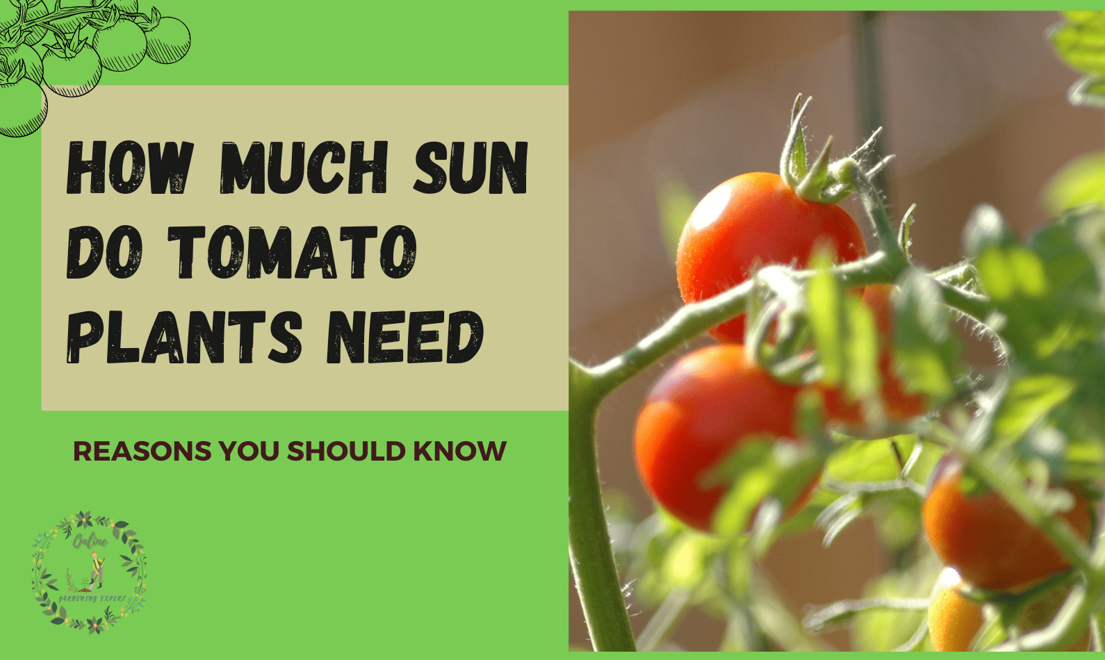 How Much Sun Do Tomato Plants Need